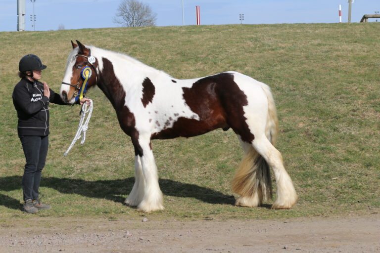2018 års avelsvärderingar hingst