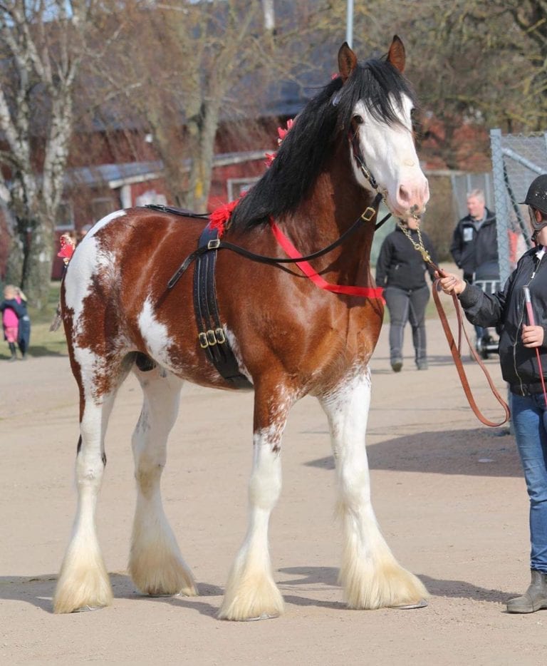 Anmäl till hingstpremiering