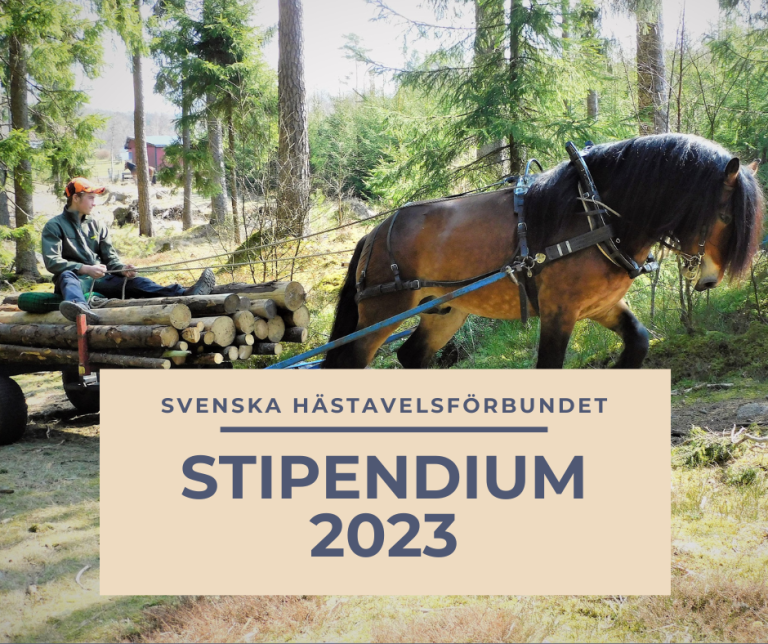 Ungdomsrådets stipendium 2023