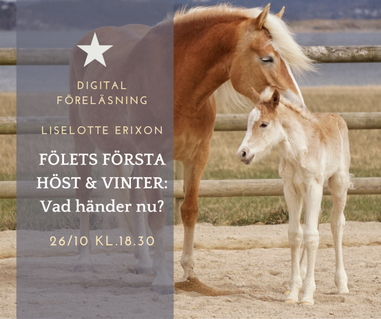 Digital föreläsning