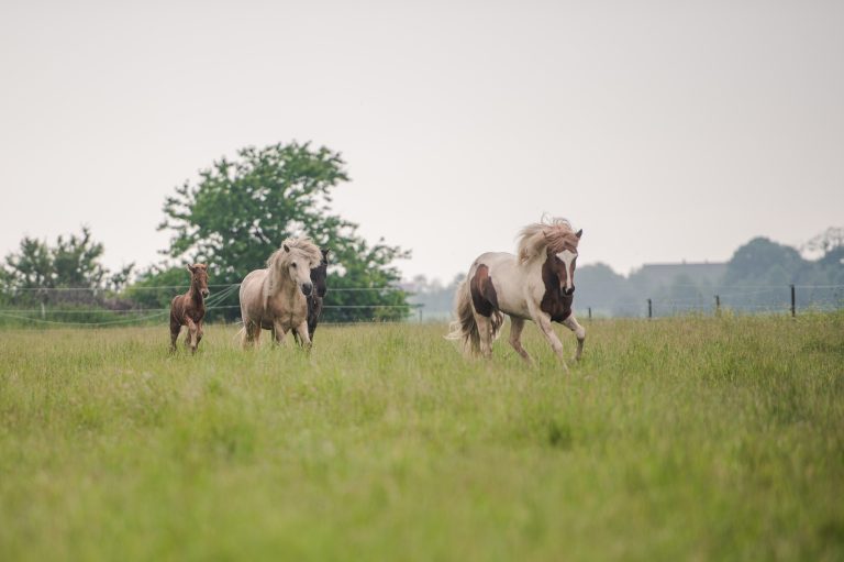 Veckans medlemsförening – Vecka 18