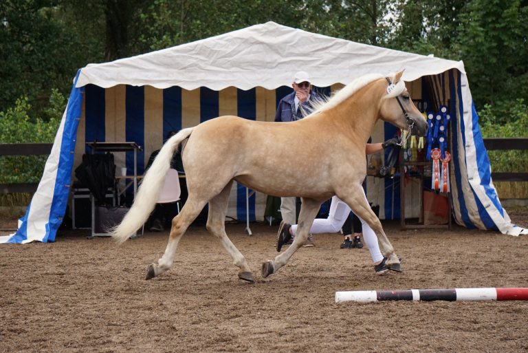 Uppdaterat – villkor internetanmälan 2024