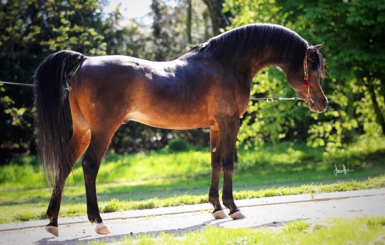 Veckans medlemsförening – Vecka 25