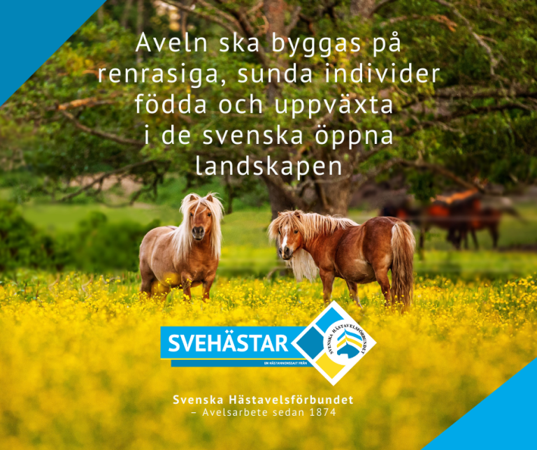 Hästar till salu på evenemang