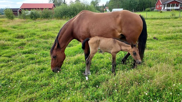 Veckans medlemsförening – Vecka 43