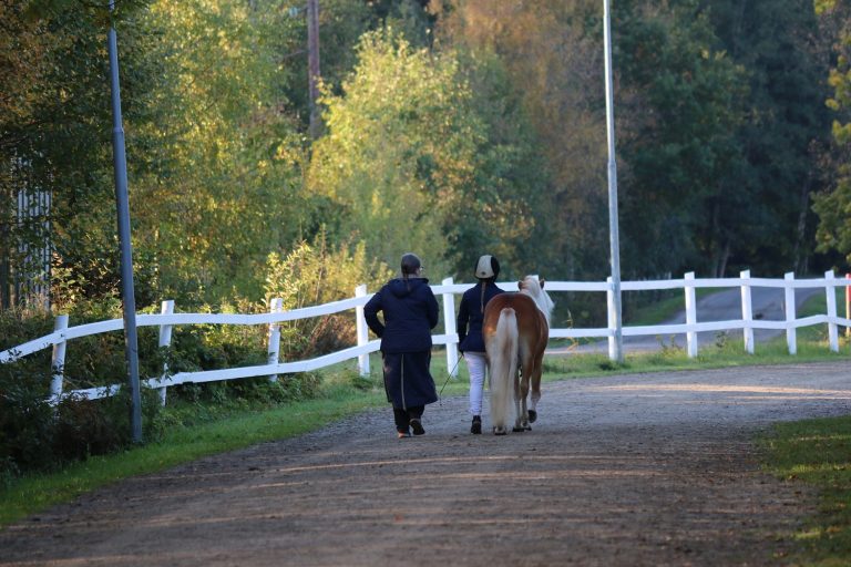 Regeringen tillsätter utredning för att stärka hästnäringen