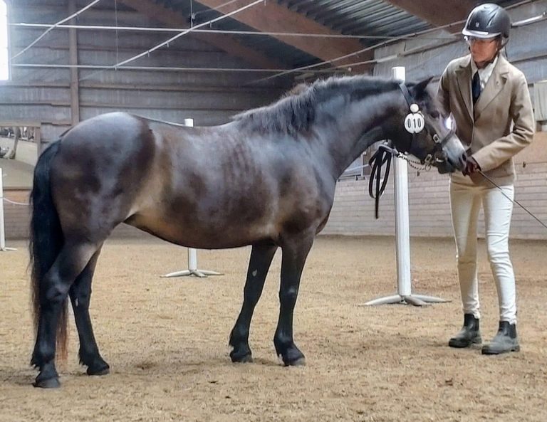 Exteriördomare exmoor