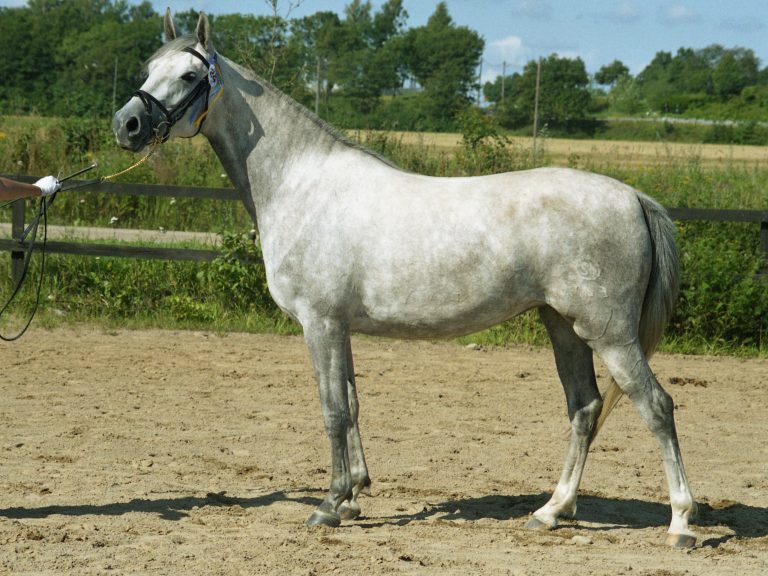 Veckans medlemsförening – Vecka 44