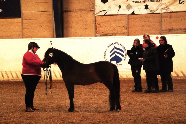 Hingstpremieringar där SH är arrangör