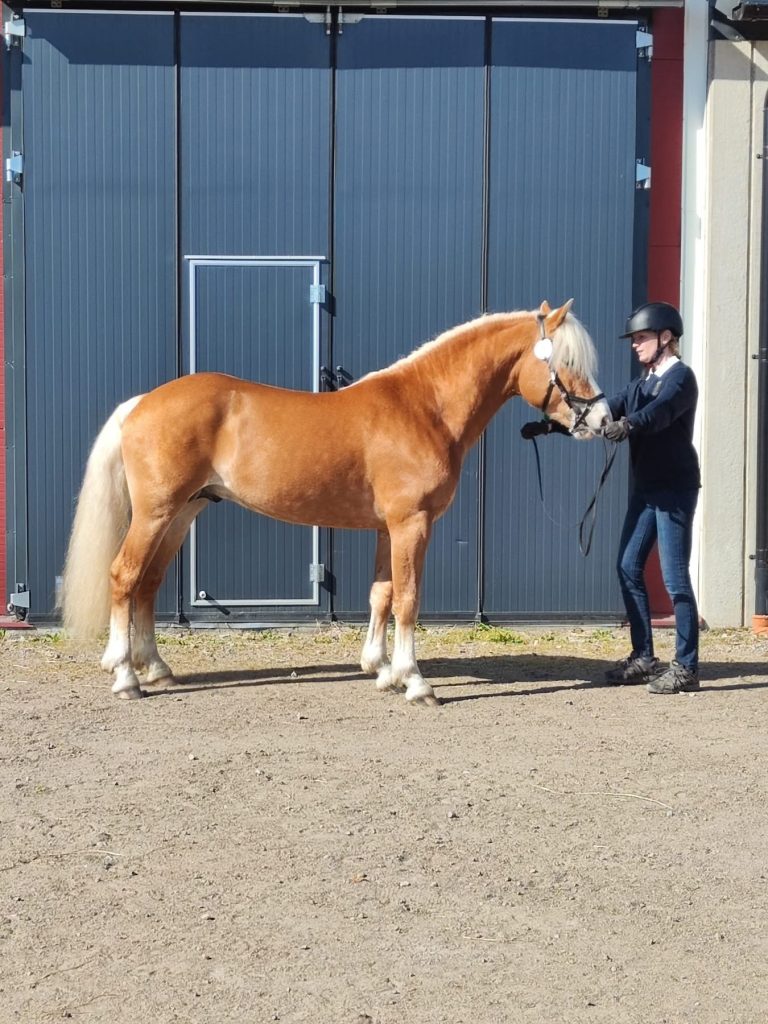 Preliminära resultat avelsvärdering Skara