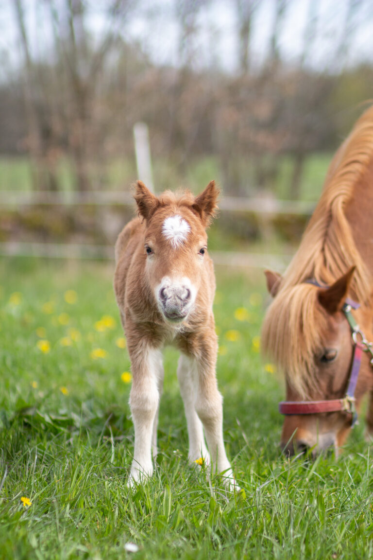 Enkät om avvänjning av föl