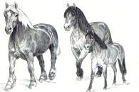 Moderlandsraserna avelsvärdering