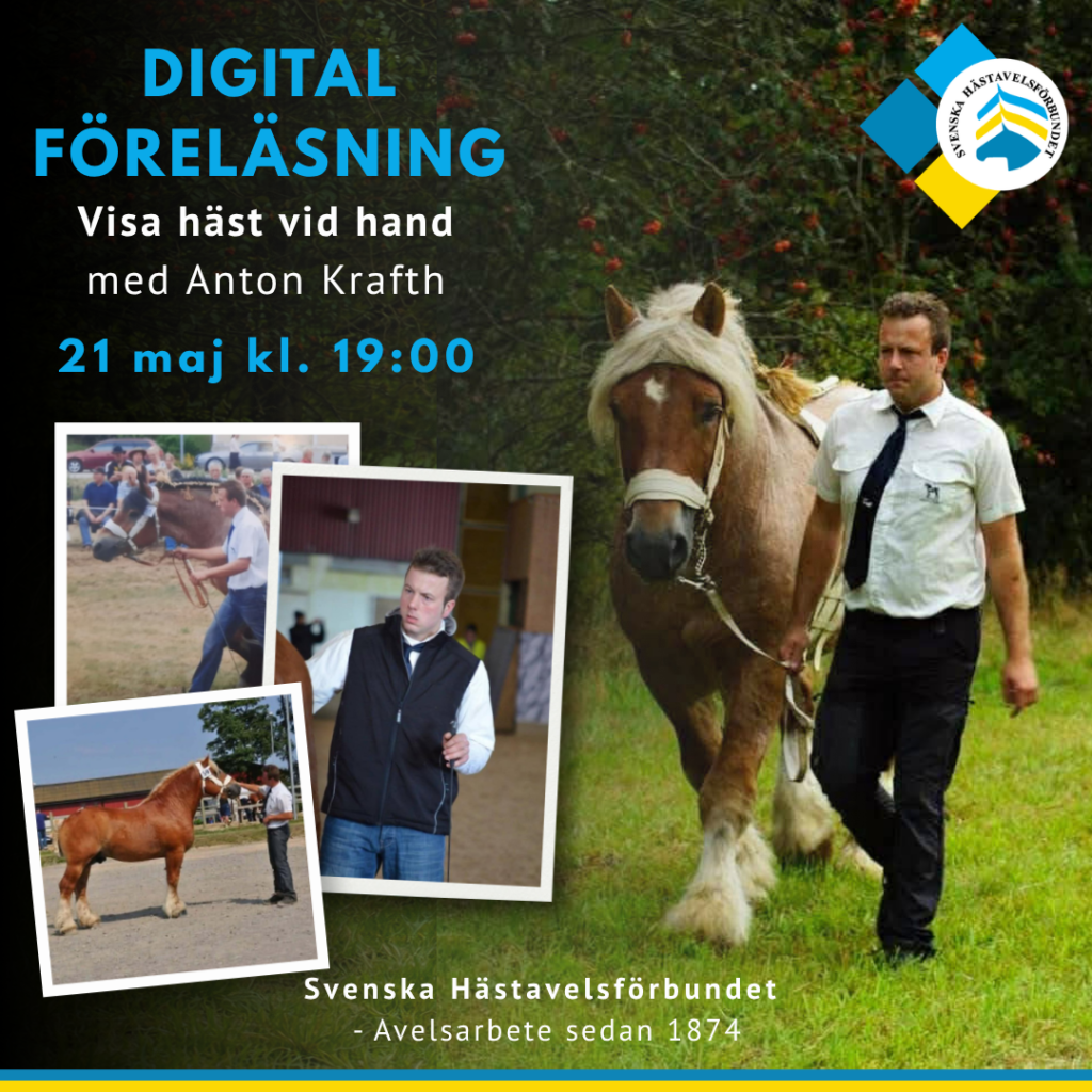Digital föreläsning – visa häst vid hand