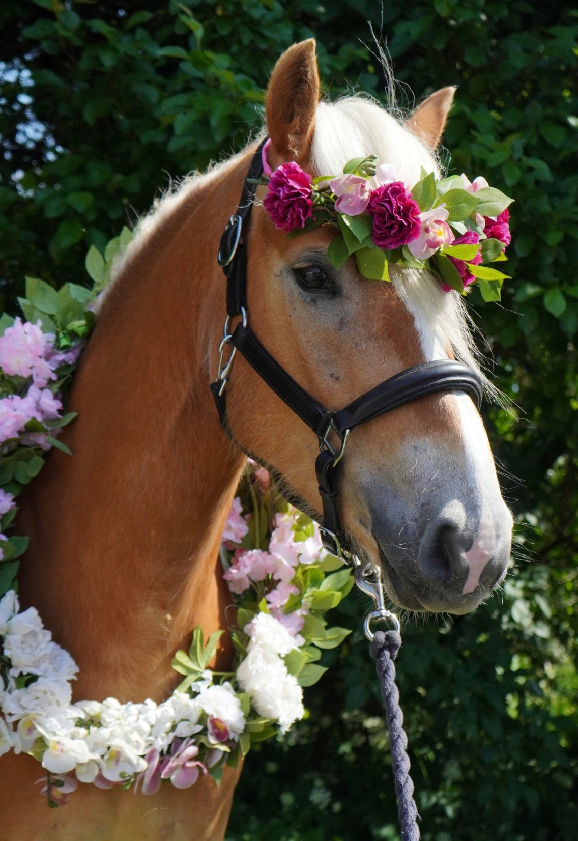 GLAD MIDSOMMAR
