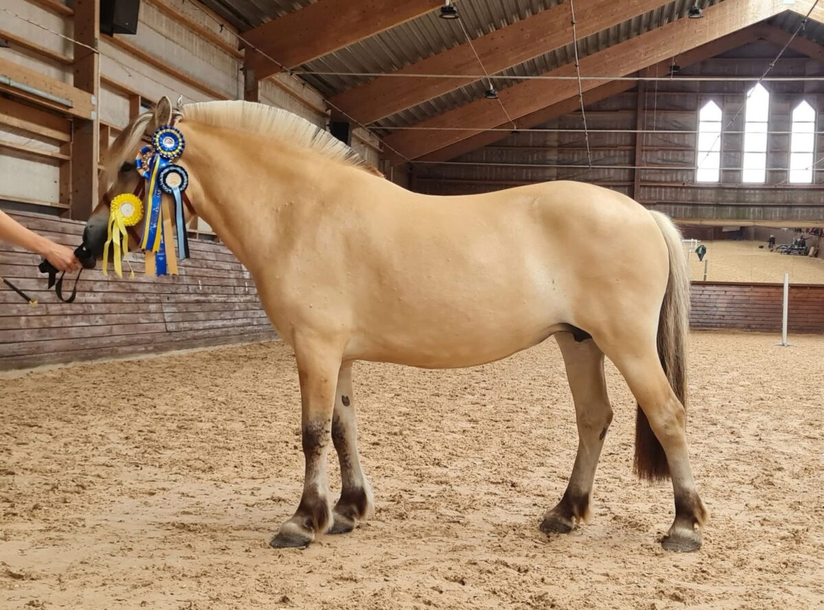 Berika sto född 2019, dagens högst bedömda häst på årets första sommarpremiering.