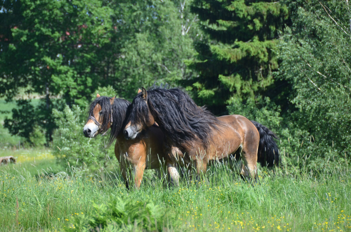 DSC_1550-96
